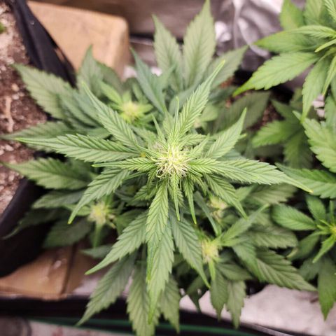 Rei growlog timeline photo