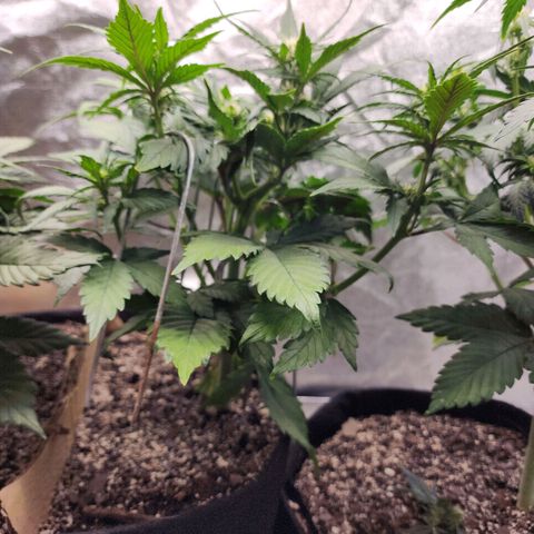 Rei growlog timeline photo