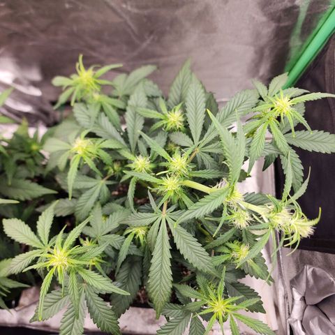 Adīne growlog timeline photo