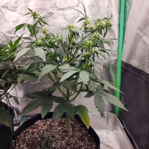 Adīne growlog timeline photo