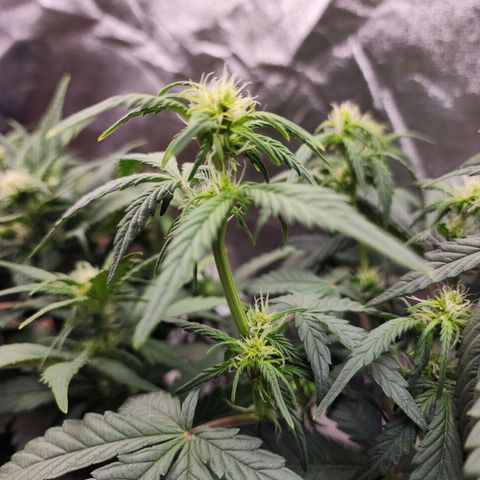 Adīne growlog timeline photo
