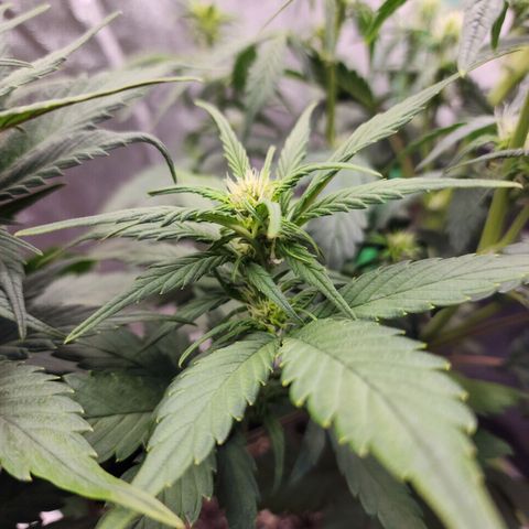 Rei growlog timeline photo