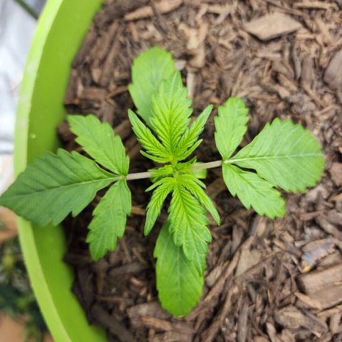 Gaz growlog timeline photo