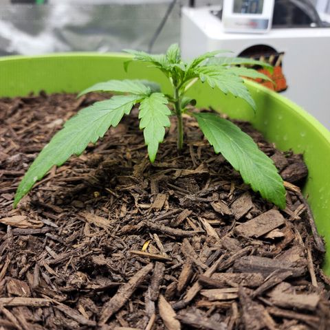 Tak growlog timeline photo