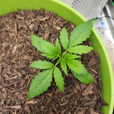 Tak growlog timeline photo