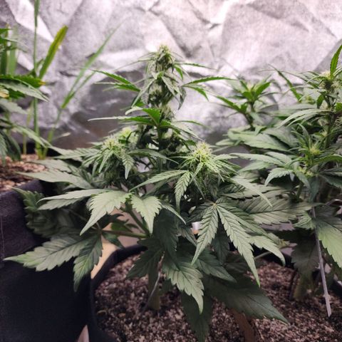 Nia growlog timeline photo