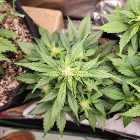 Nia growlog timeline photo