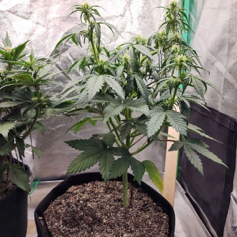Adīne growlog timeline photo
