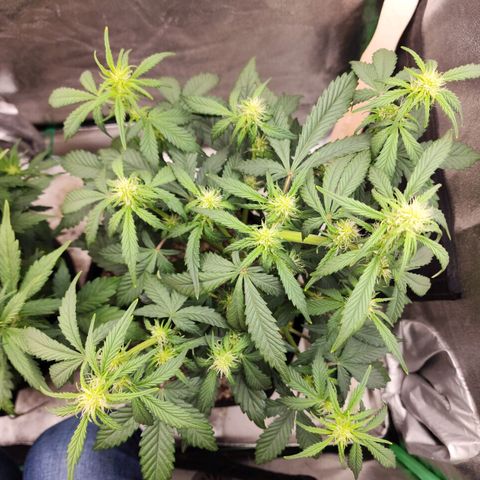 Adīne growlog timeline photo