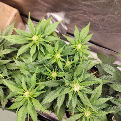Rei growlog timeline photo
