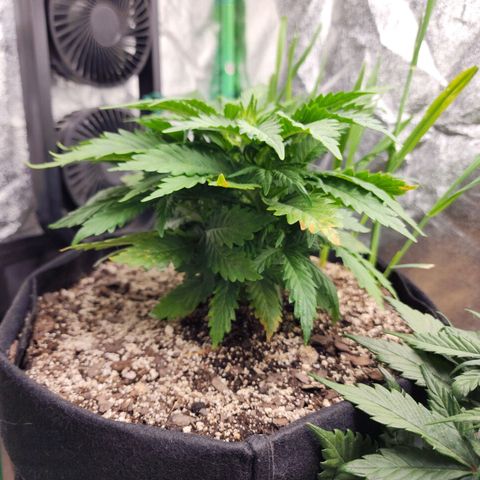 Livia growlog timeline photo