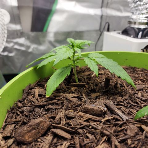Gaz growlog timeline photo