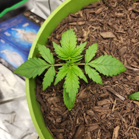 Gaz growlog timeline photo