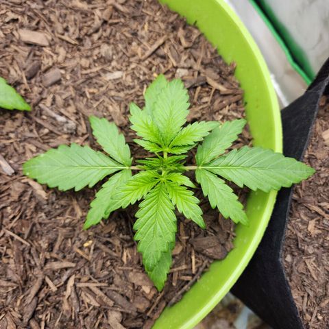 Tak growlog timeline photo