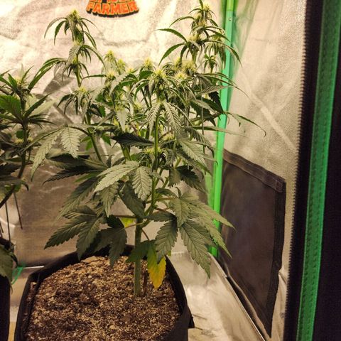 Adīne growlog timeline photo