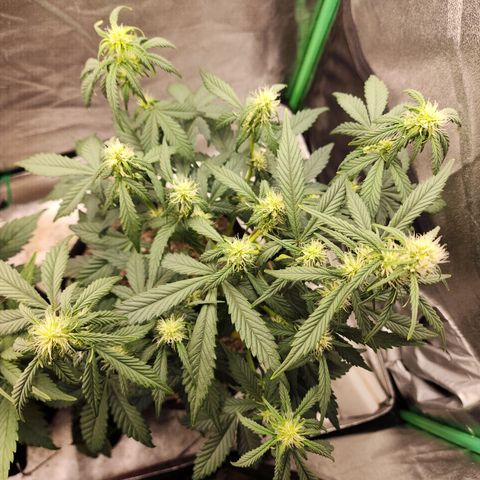Adīne growlog timeline photo