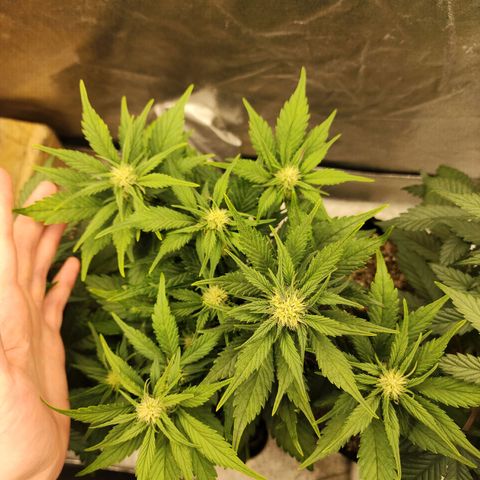 Rei growlog timeline photo