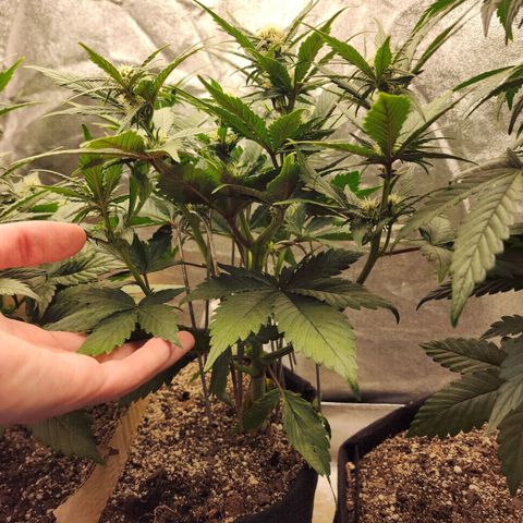 Rei growlog timeline photo