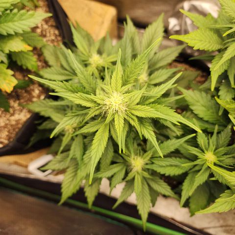 Nia growlog timeline photo