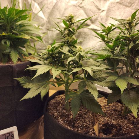 Nia growlog timeline photo