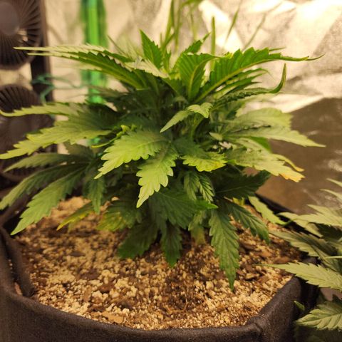 Livia growlog timeline photo