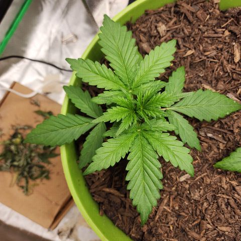 Tak growlog timeline photo