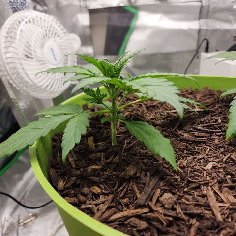 Tak growlog timeline photo