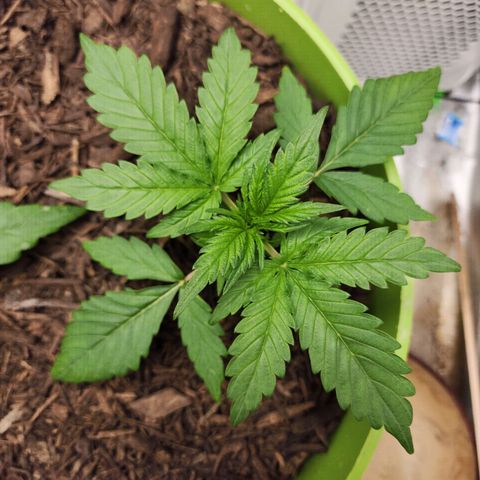 Gaz growlog timeline photo