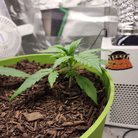 Gaz growlog timeline photo