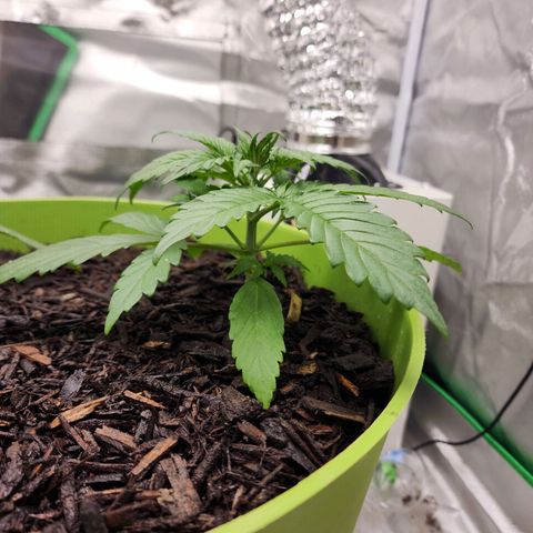 Tak growlog timeline photo