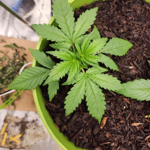 Gaz growlog timeline photo