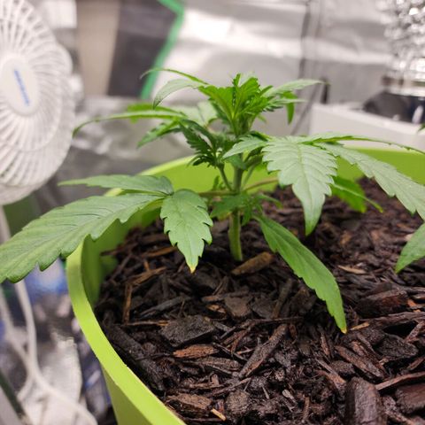 Gaz growlog timeline photo