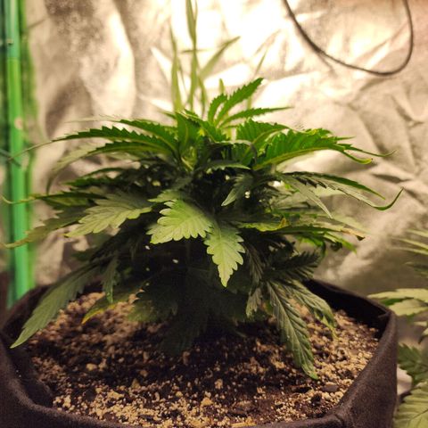 Livia growlog timeline photo
