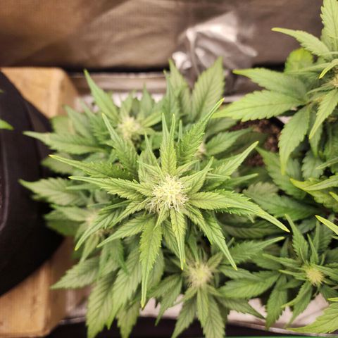 Nia growlog timeline photo