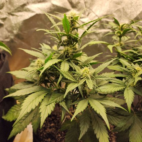 Nia growlog timeline photo