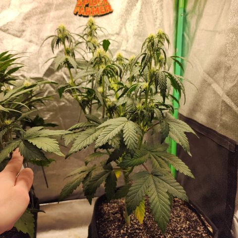 Adīne growlog timeline photo
