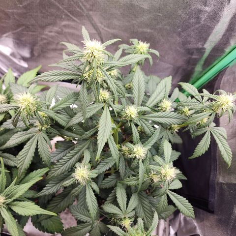 Adīne growlog timeline photo