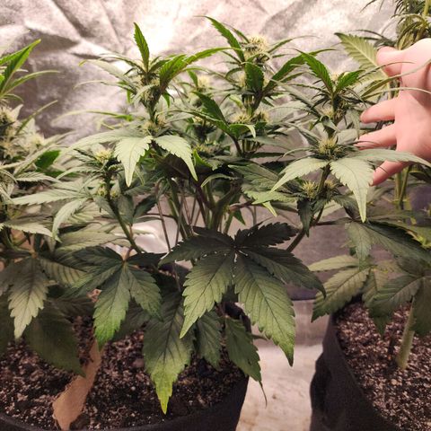 Rei growlog timeline photo