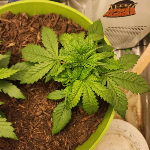 Gaz growlog timeline photo