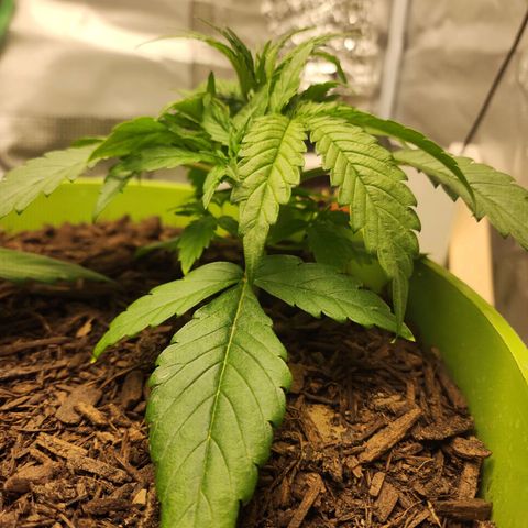 Gaz growlog timeline photo