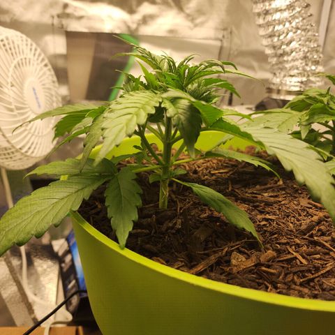 Tak growlog timeline photo