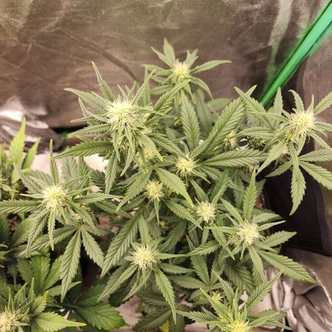Adīne growlog timeline photo