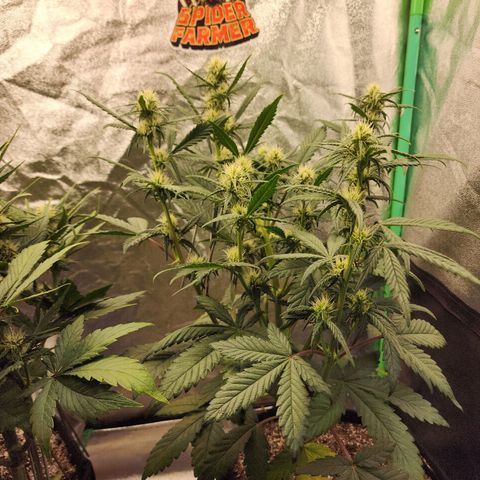 Adīne growlog timeline photo