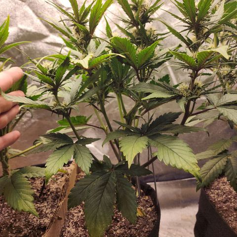 Rei growlog timeline photo