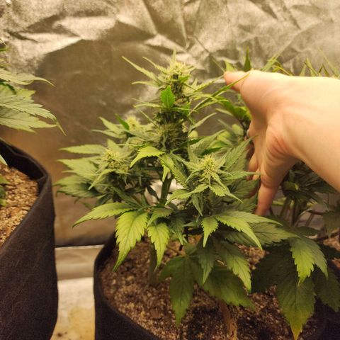 Nia growlog timeline photo