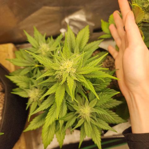 Nia growlog timeline photo