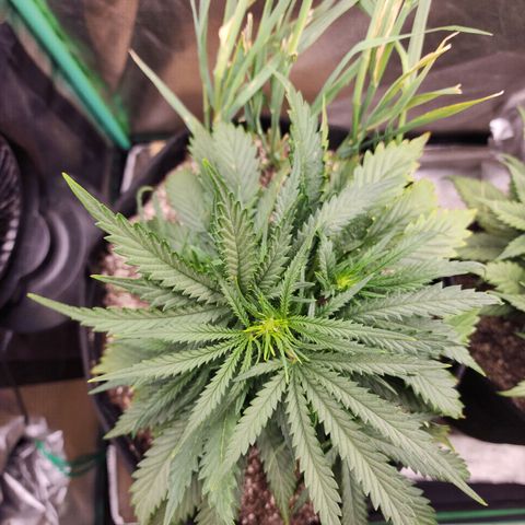 Livia growlog timeline photo