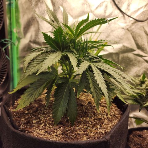 Livia growlog timeline photo