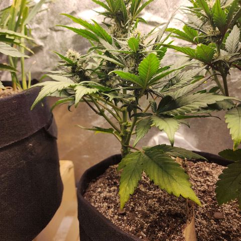 Nia growlog timeline photo