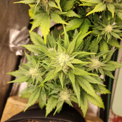 Nia growlog timeline photo